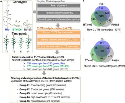 Profiling Alternative 3′ Untranslated Regions in Sorghum using RNA-seq Data